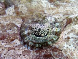 Crocodile fish eye !!! I used an olympus sp350 by Anel Van Veelen 